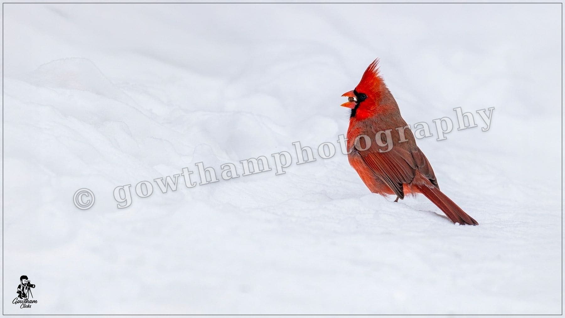 Feathers Fur 19