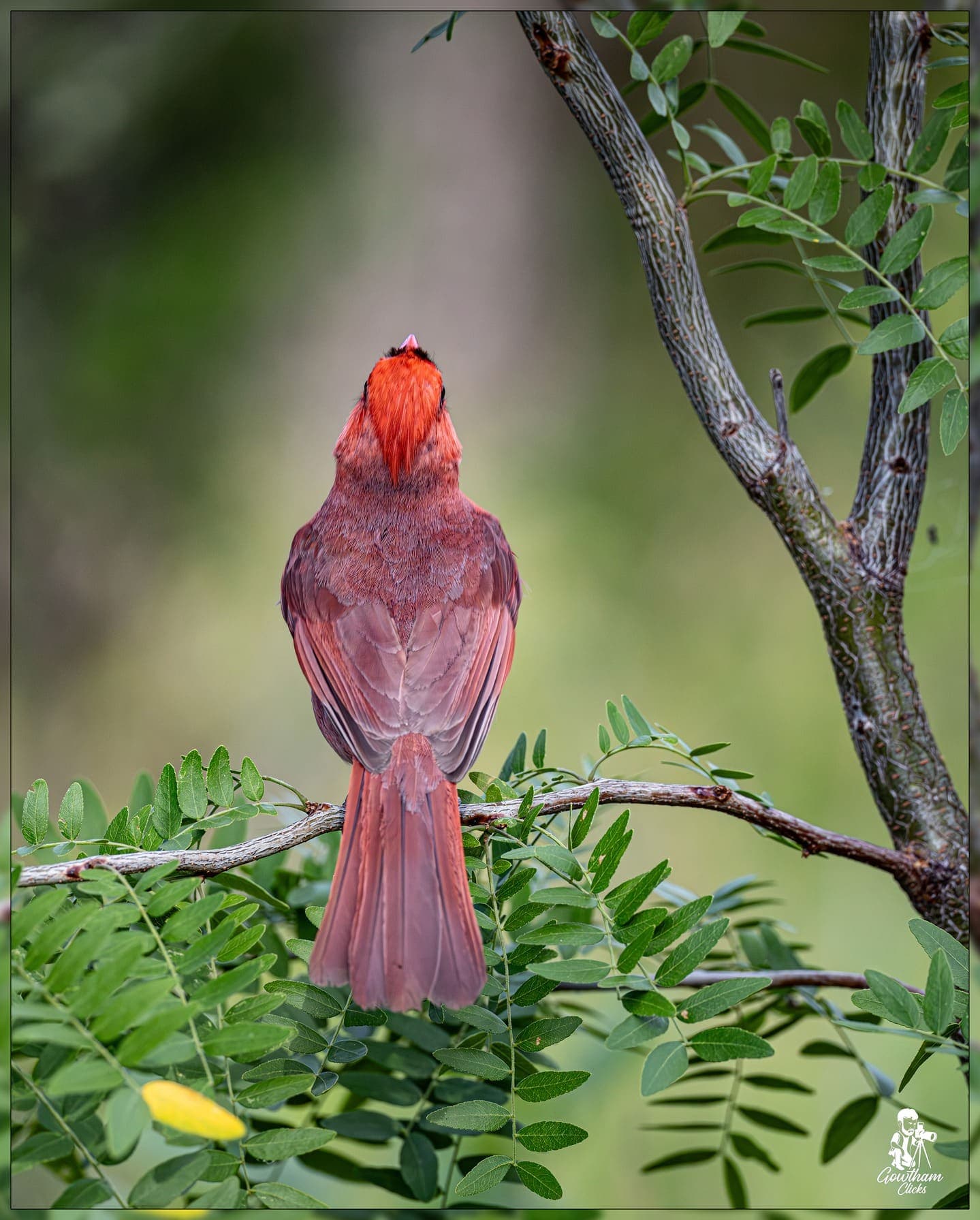 Feathers Fur 20