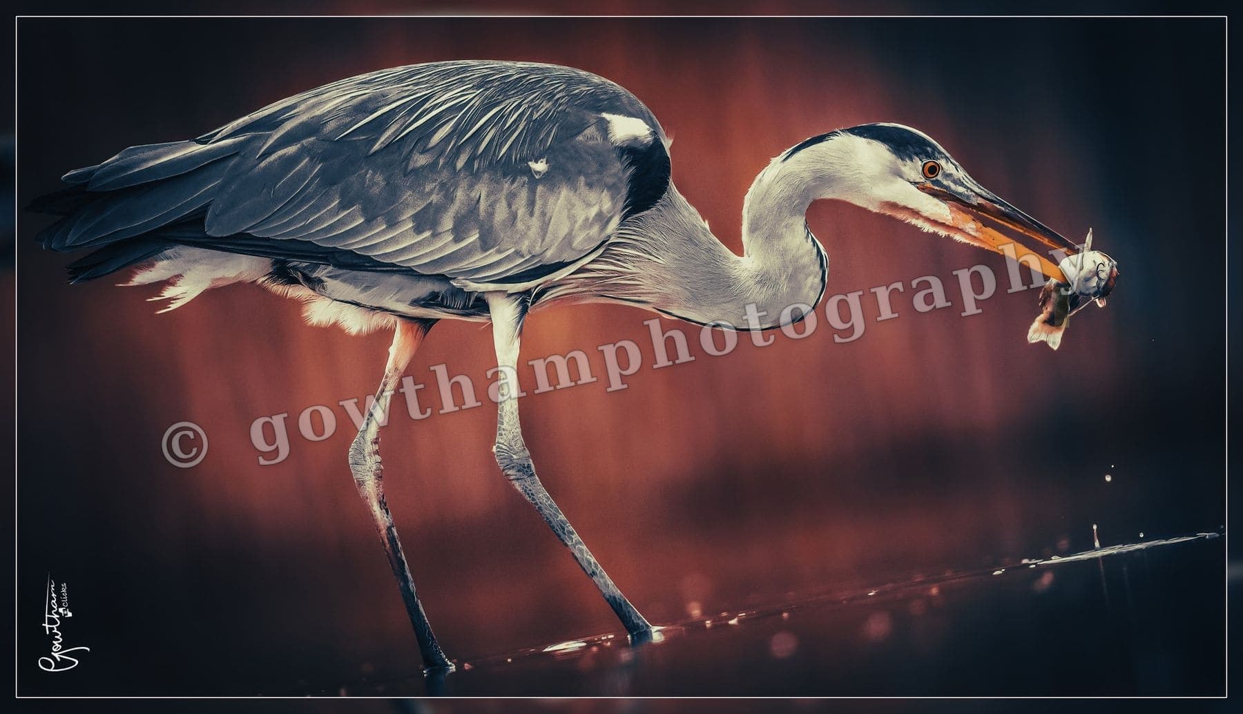 Feathers Fur 27