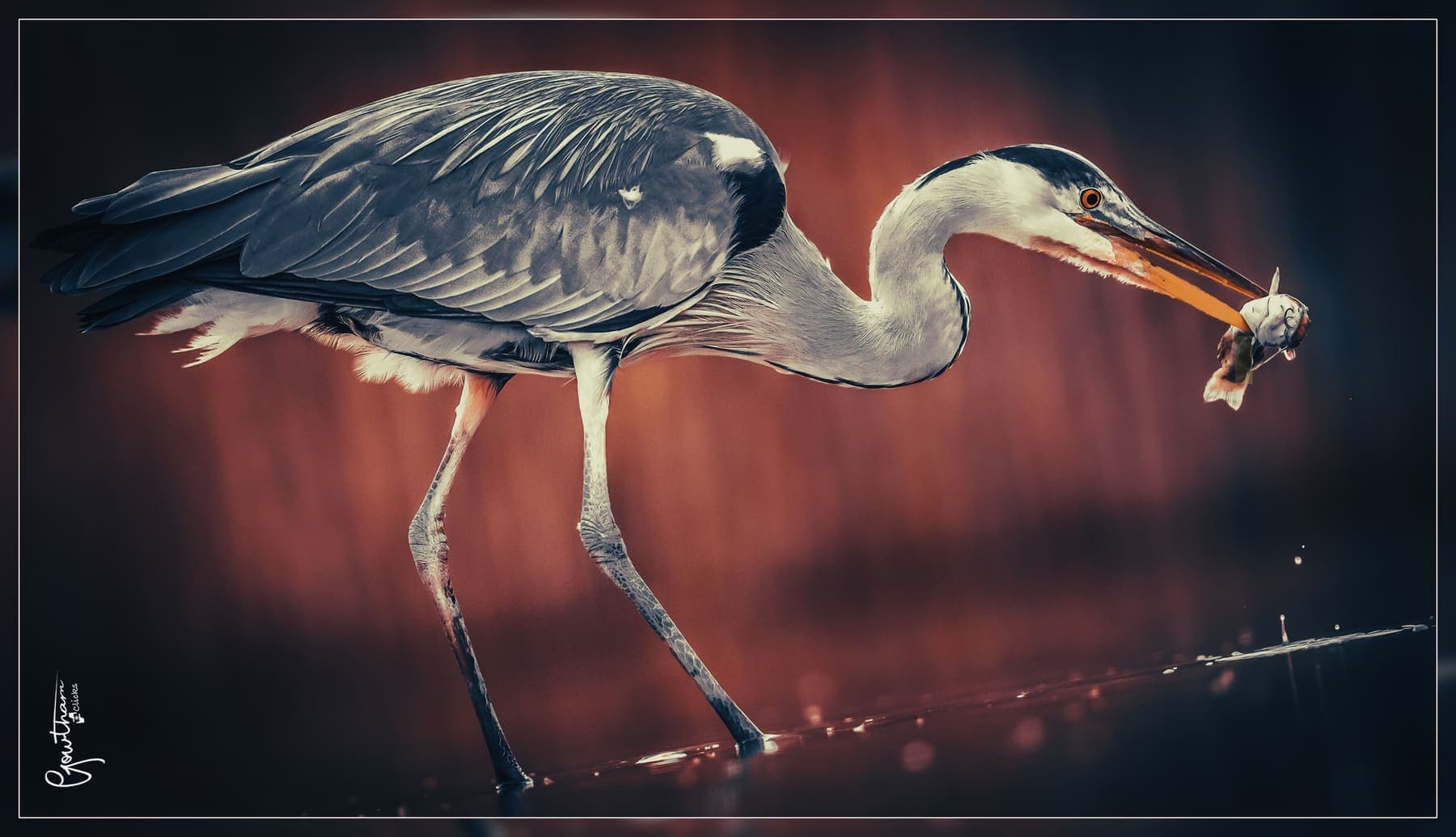 Feathers Fur 27