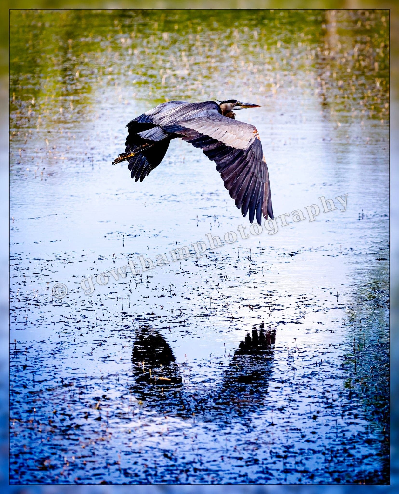 Feathers Fur 29