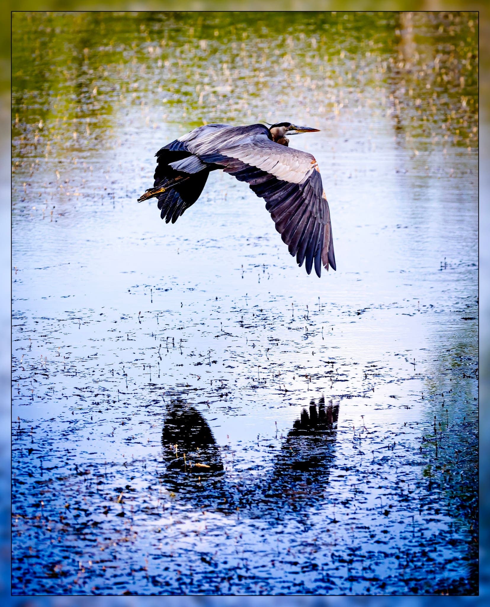 Feathers Fur 29